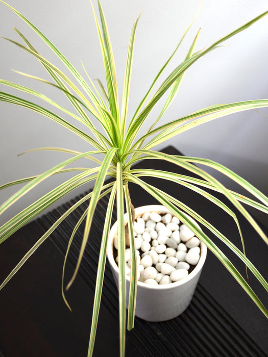 variegated dracaena marginata Dracaena Marginata in White Ceramic Pot — Mudfingers