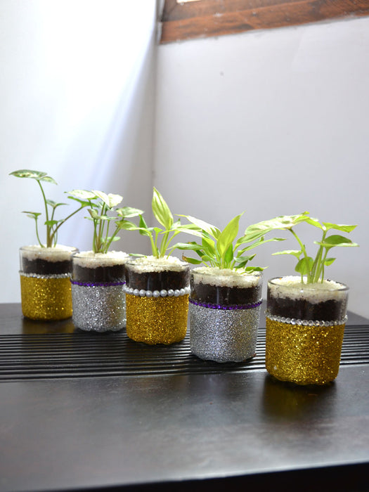 Indoor Plants in Festive Glass Shots (Set of 5)