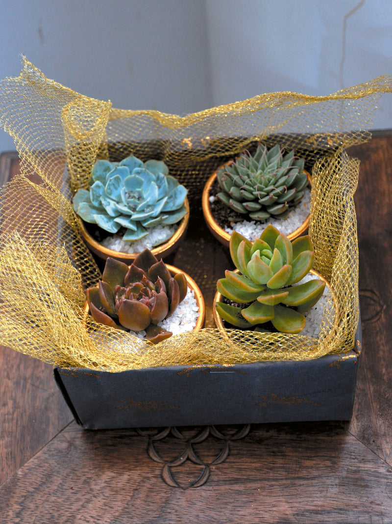 Green Gift Hamper (Set of 4 Succulents)
