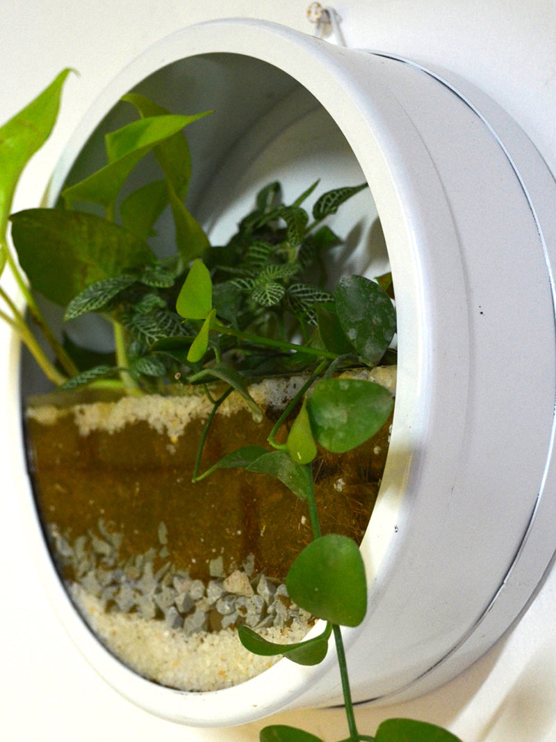 Round Wall Terrarium