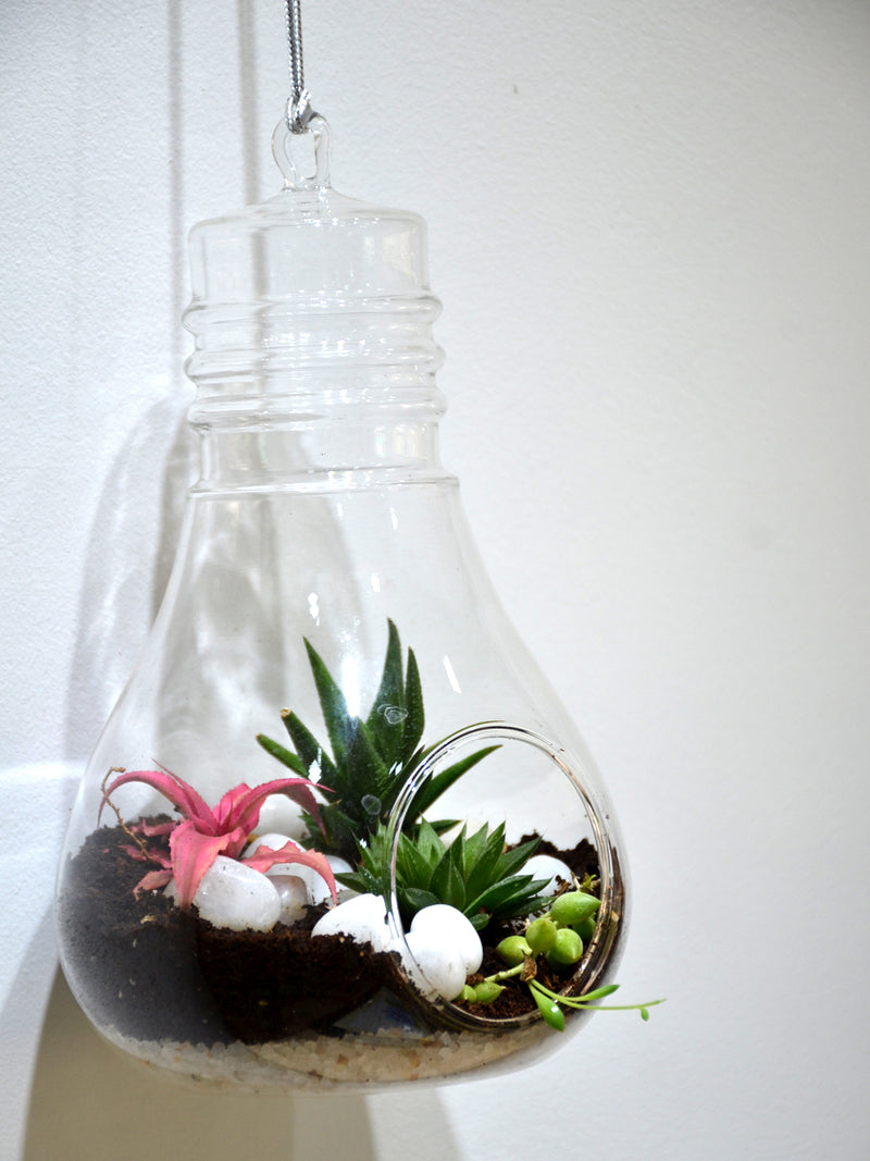 Hanging Bulb Terrarium