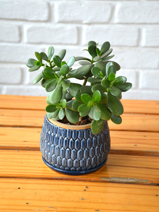 Blue Ceramic Urn