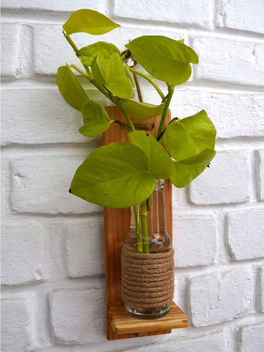 Money Plant in Wooden Wall Planter