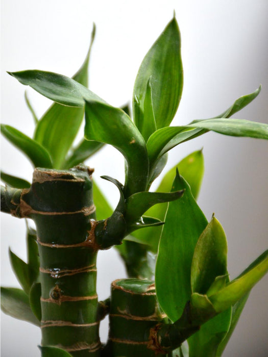 Lucky Lotus Bamboo in a 4 inch Ceramic Pot