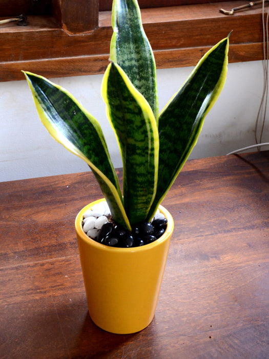 snake plant wavy leaves Snake Plant in Ceramic Pot — Mudfingers