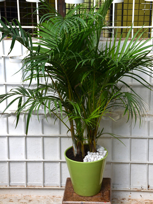 areca palm shade Areca Palm in Ceramic Pot — Mudfingers