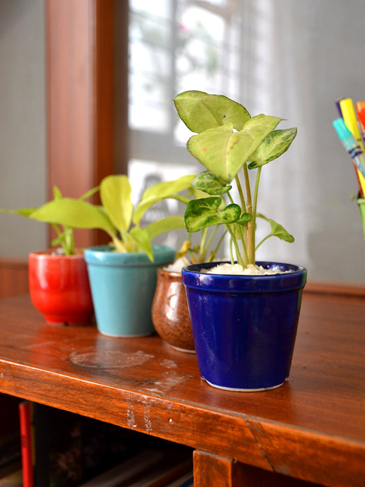 Indoor Plants in Ceramic Pots (Set of 4)