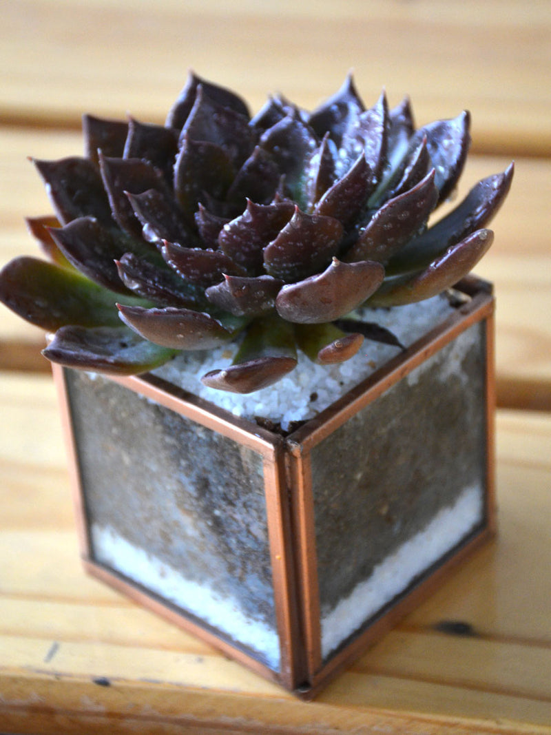 Mini Cube Succulent Terrarium