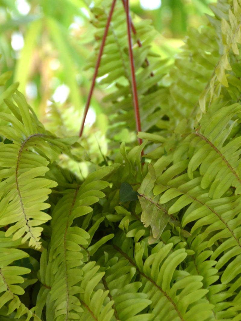 Boston Fern
