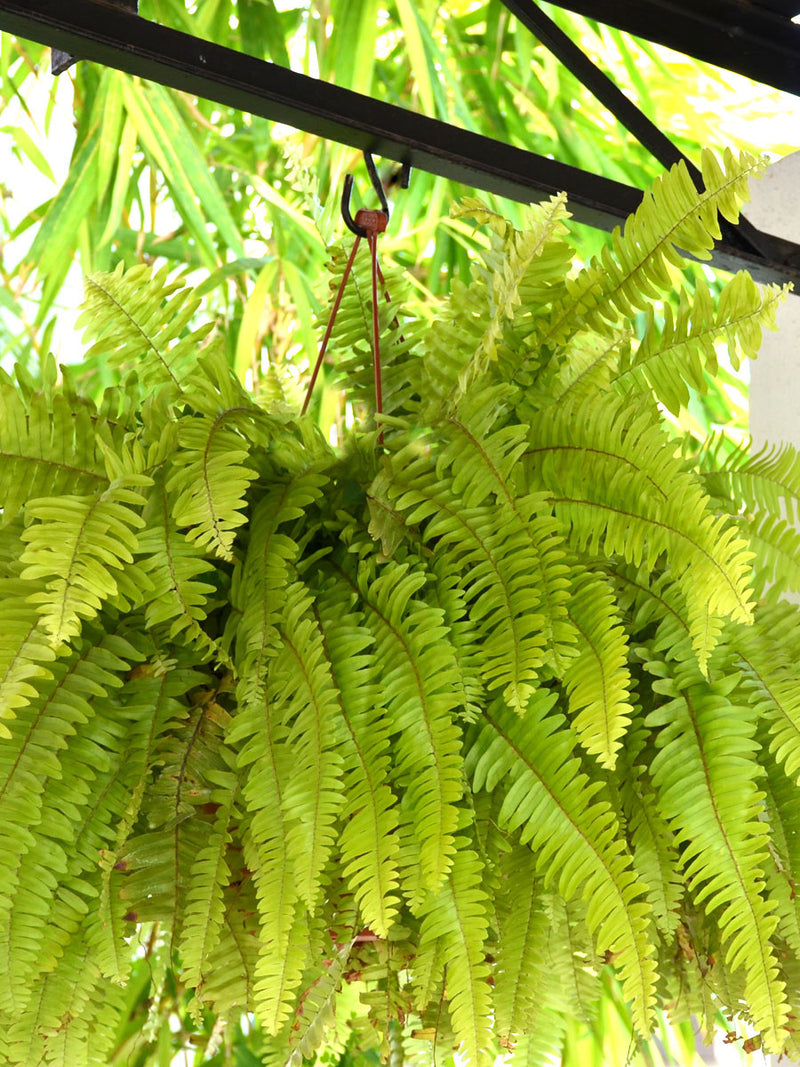 Boston Fern