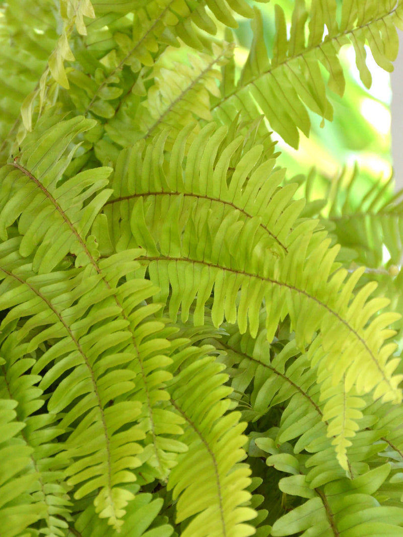 Boston Fern