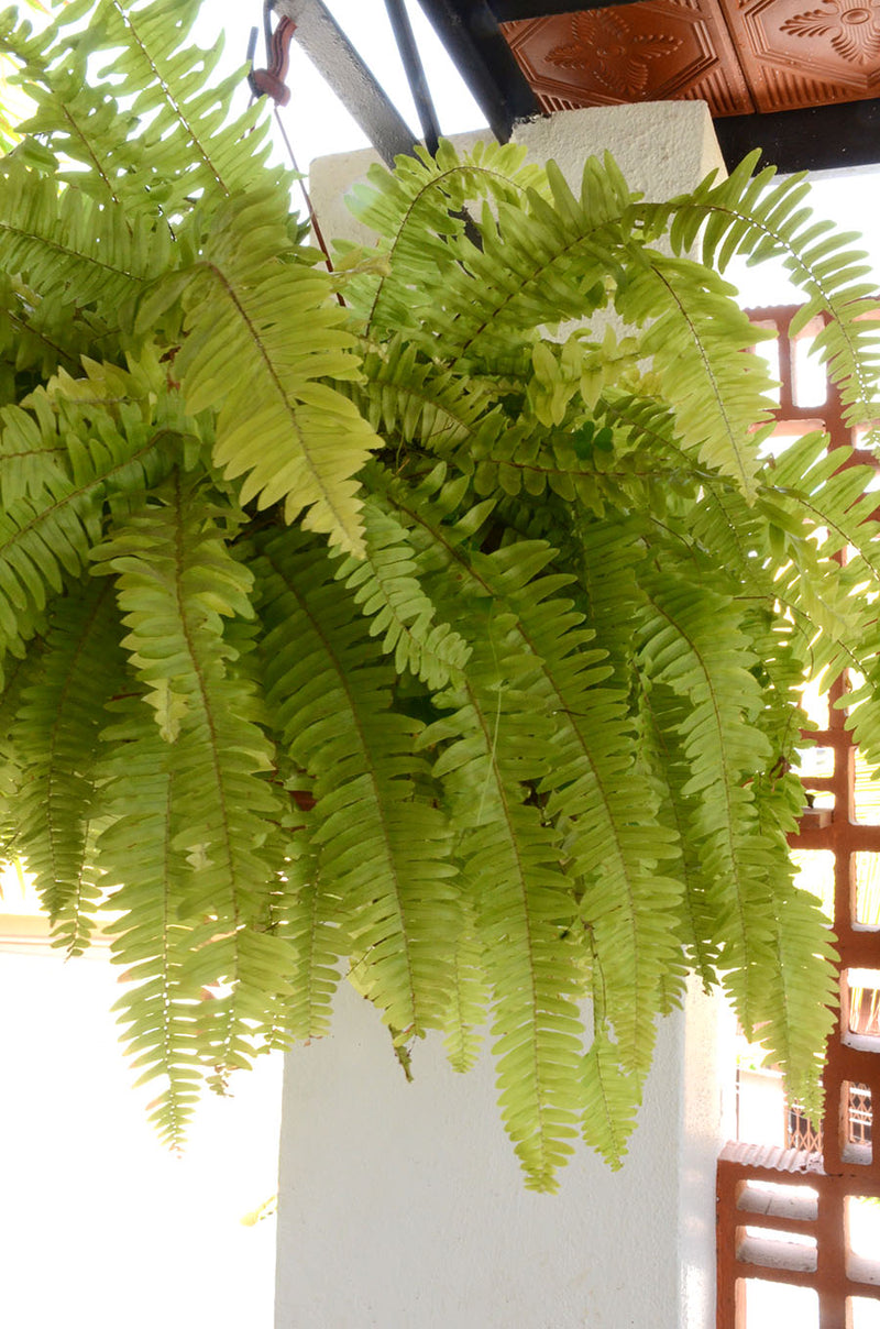 Boston Fern
