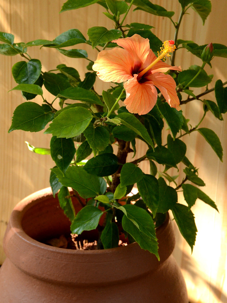 plant hibiscus in pot or ground Hibiscus in Terracotta Pot — Mudfingers
