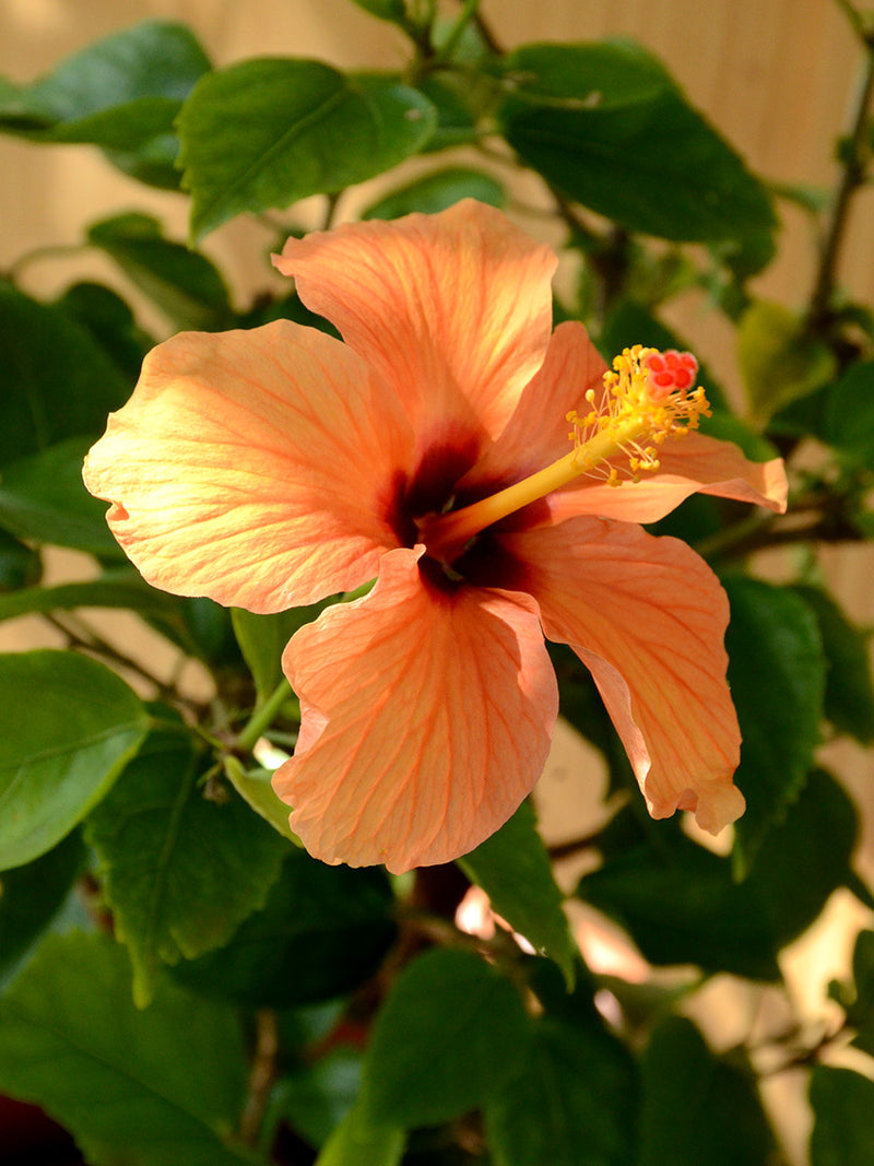 Hibiscus in Terracotta Pot