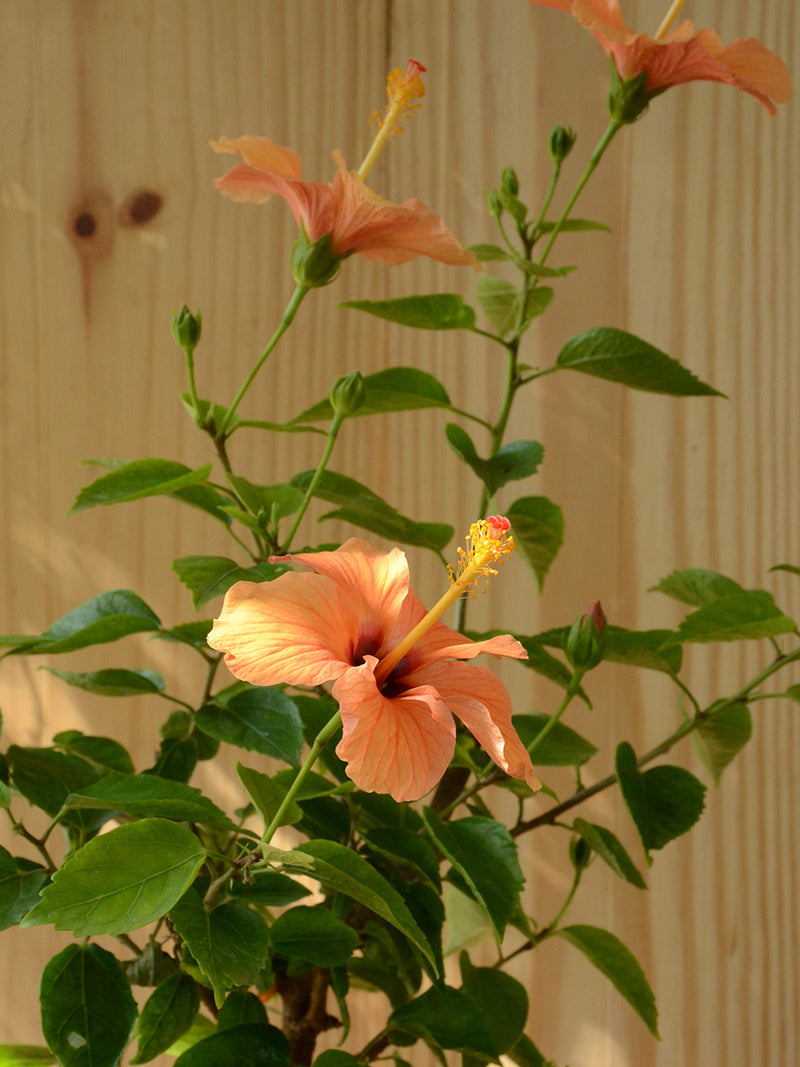 Hibiscus in Terracotta Pot