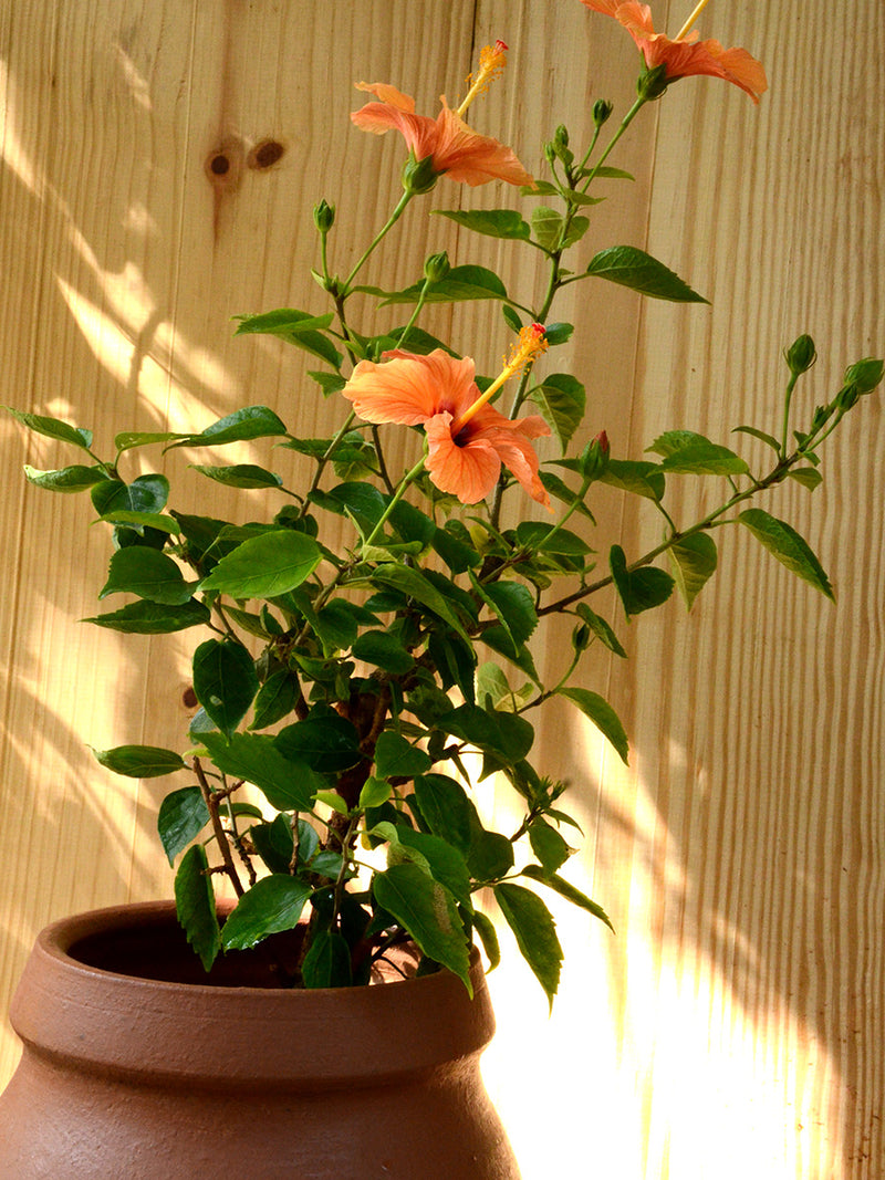 Hibiscus in Terracotta Pot