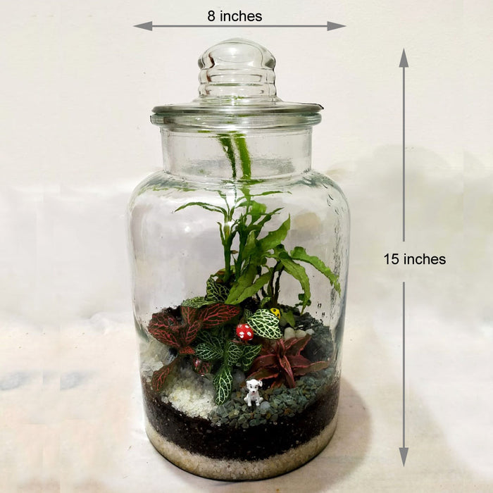 plant terrarium jar Cookie Jar Terrarium (12 Inches) — Mudfingers