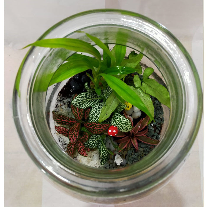 Cookie Jar Terrarium (12 Inches)