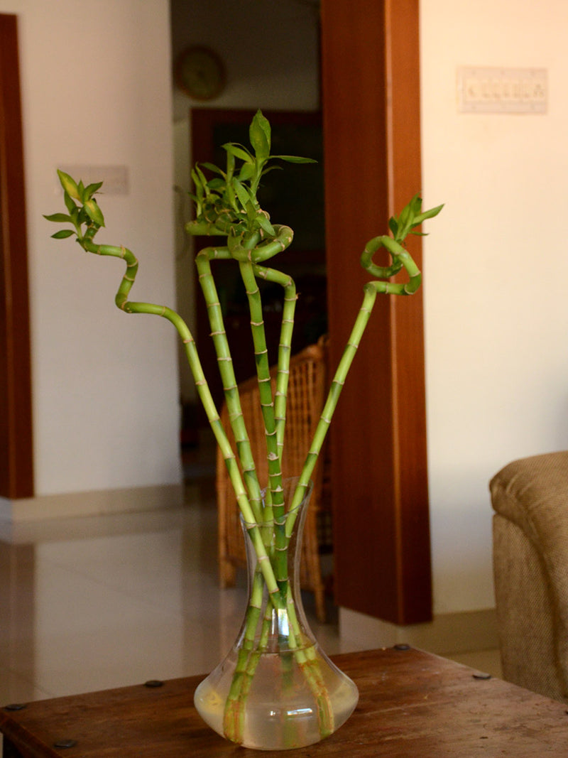 Lucky Spiral Bamboo (Small leaf) - One Stick