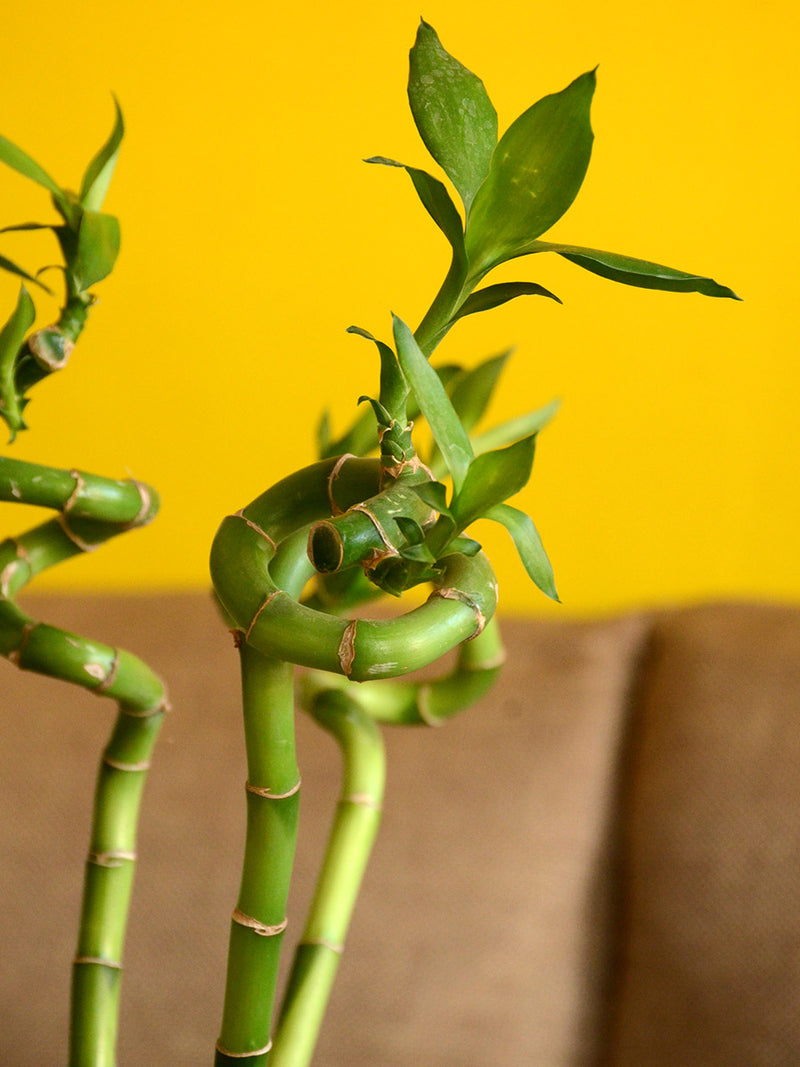 Lucky Spiral Bamboo (Small leaf) - One Stick
