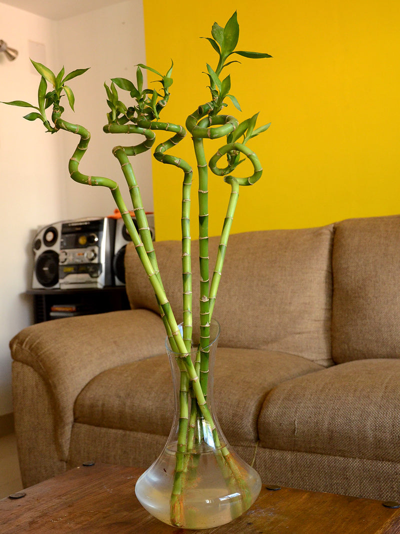 Lucky Spiral Bamboo (Small leaf) - One Stick