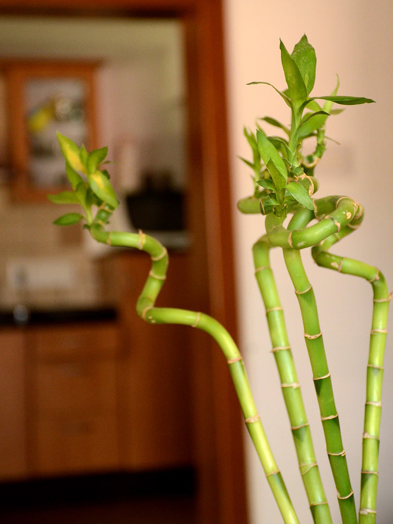 Lucky Spiral Bamboo (Small leaf) - One Stick
