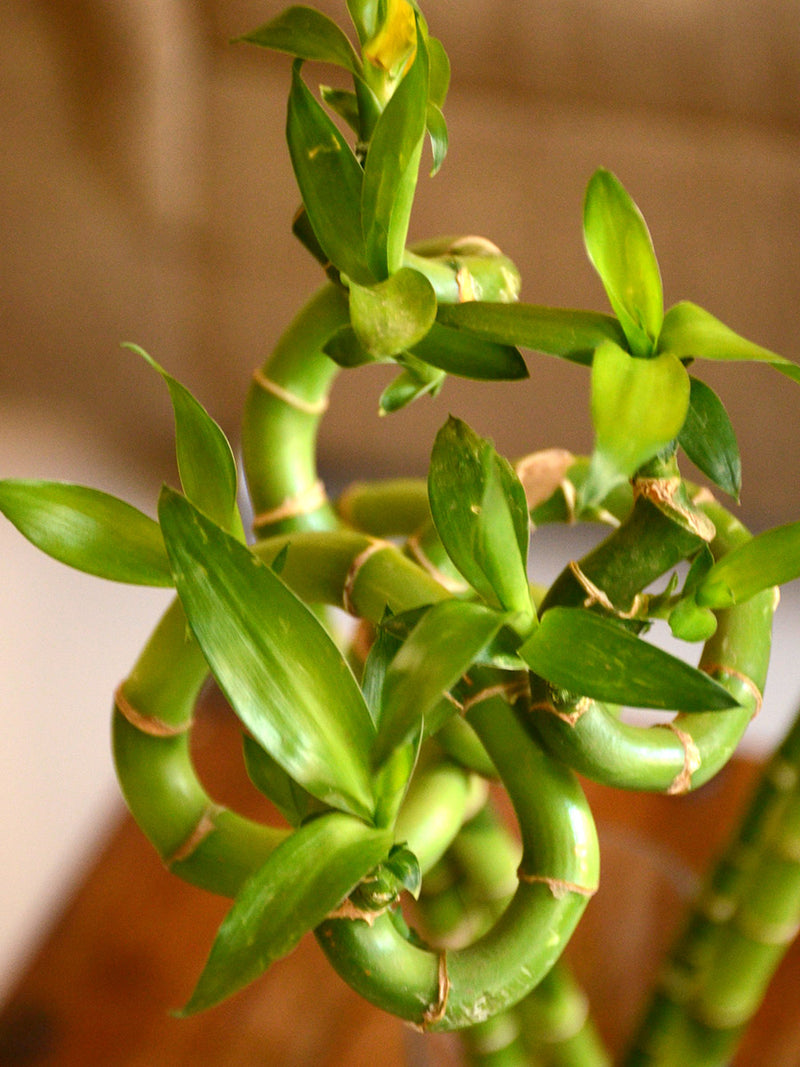 Lucky Spiral Bamboo (Small leaf) - One Stick