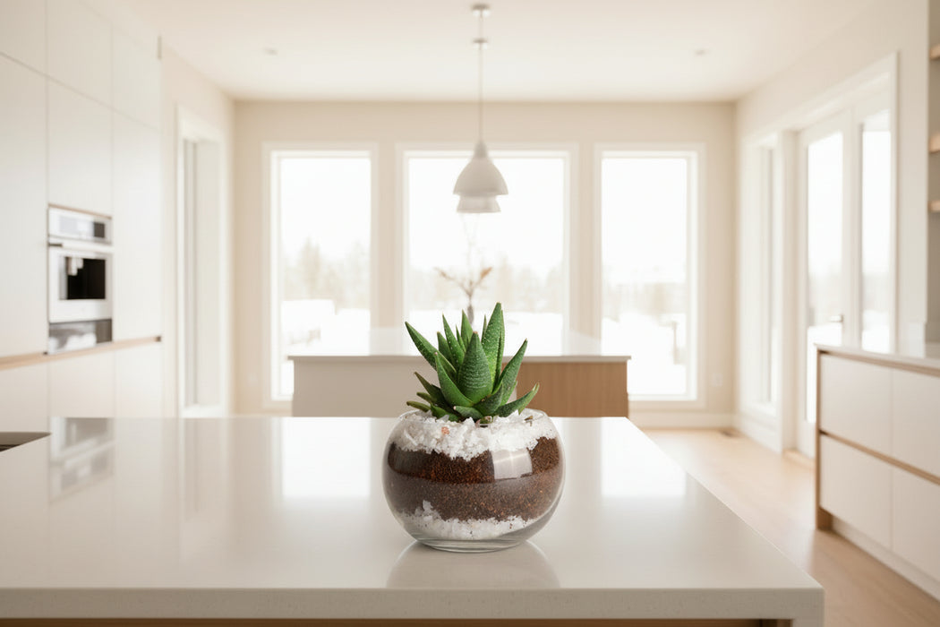 miniture terrariums with one succulent in a glass sphere.