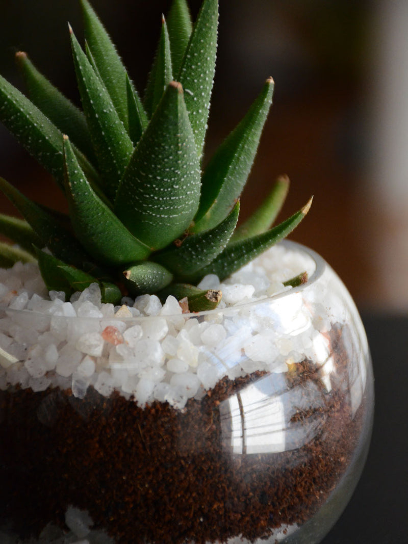 Mini Succulent Spheres