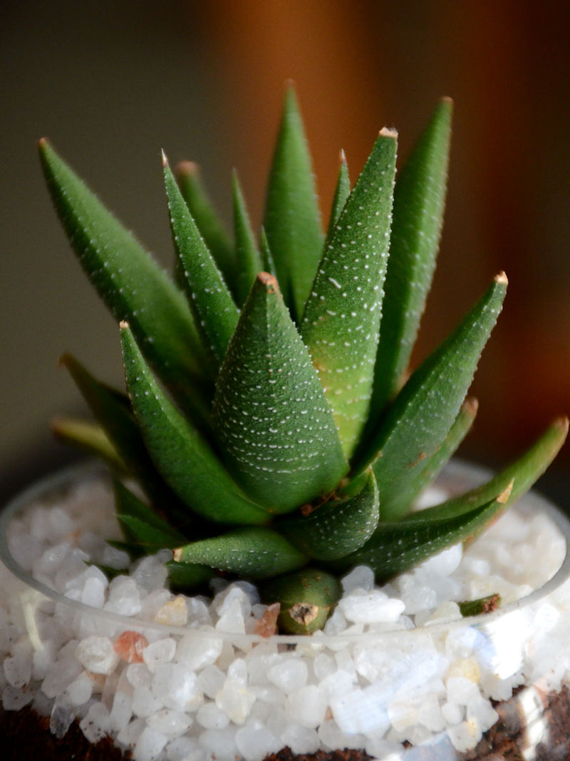 Mini Succulent Spheres