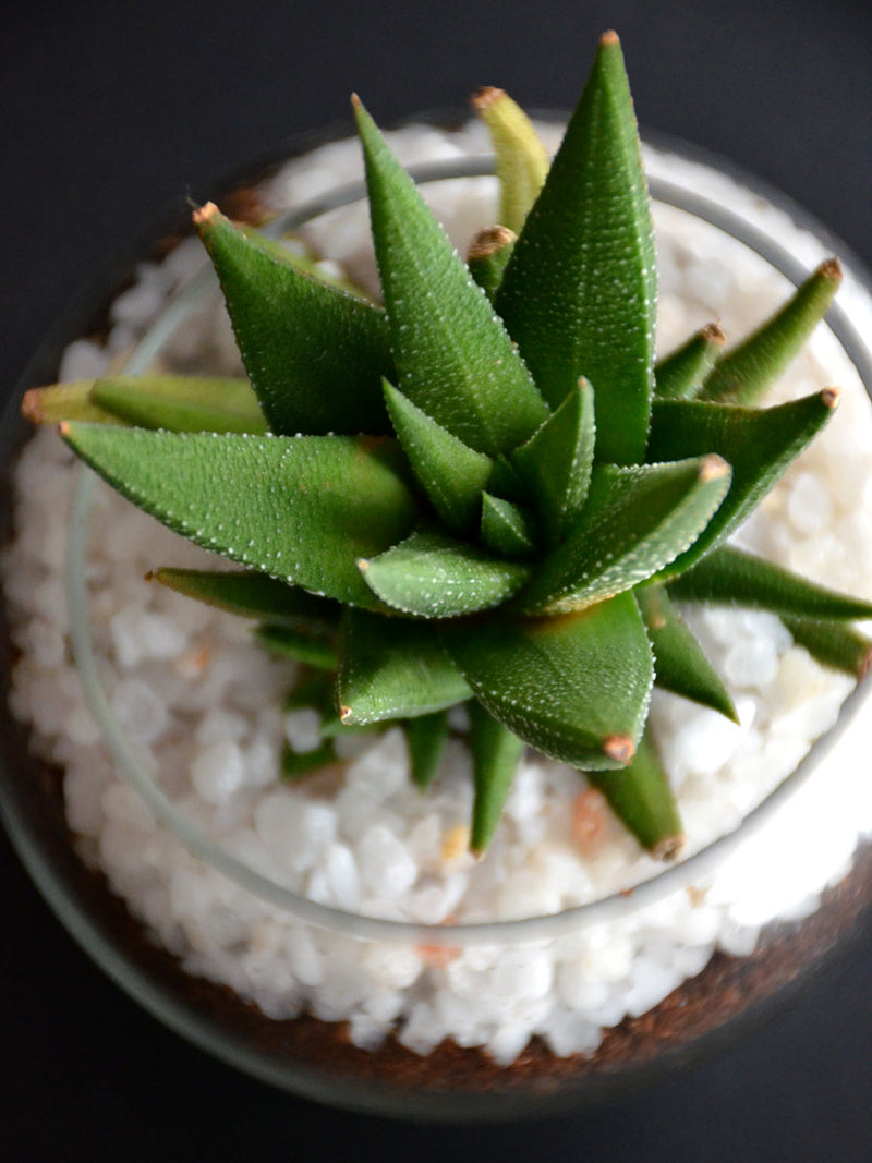 Mini Succulent Spheres