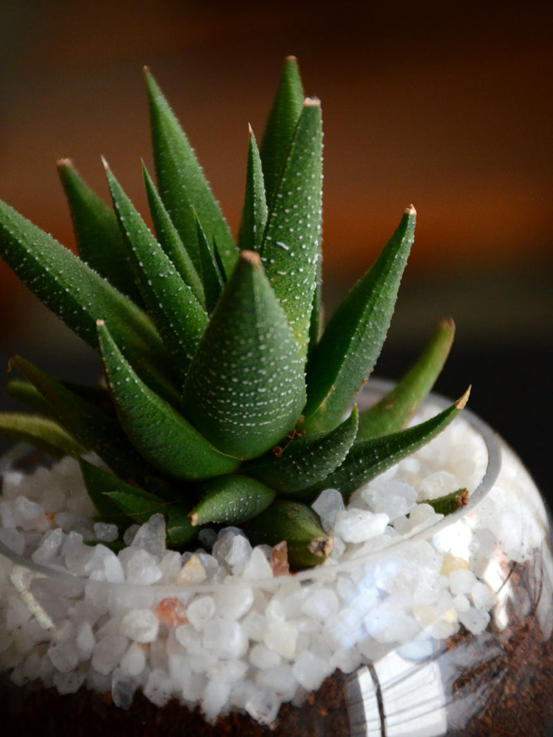 Mini Succulent Spheres