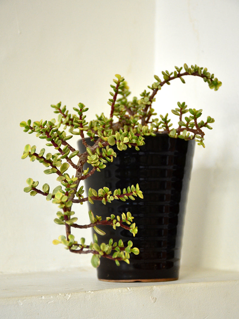 Miniature Jade in Ceramic Pot