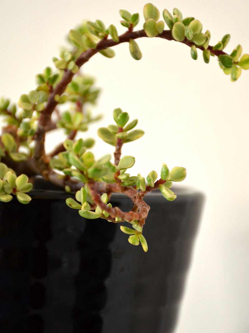 Miniature Jade in Ceramic Pot