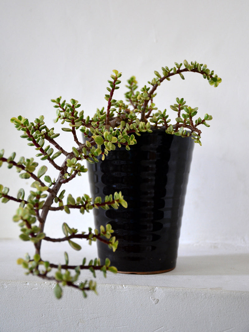 Miniature Jade in Ceramic Pot