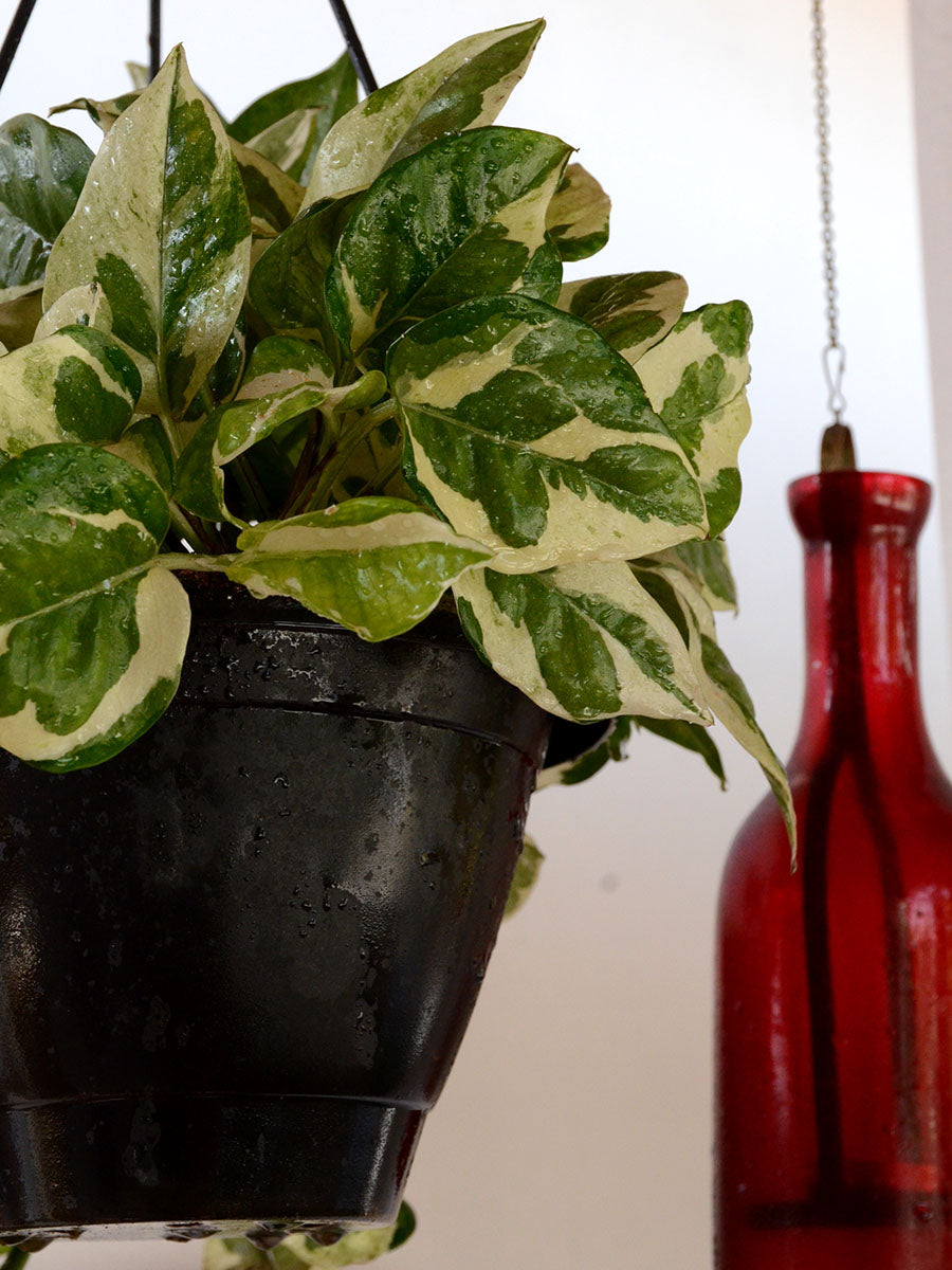 creeper money plant Money Plant (Variegated) — Mudfingers