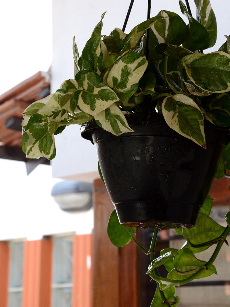 Money Plant (Variegated)