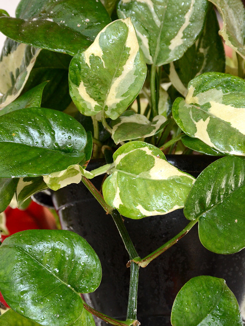 Money Plant (Variegated)