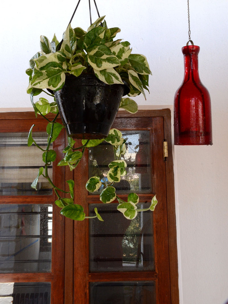Money Plant (Variegated)