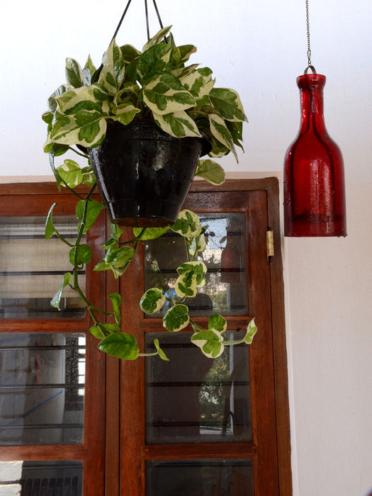 hybrid money plant Money Plant (Variegated) — Mudfingers