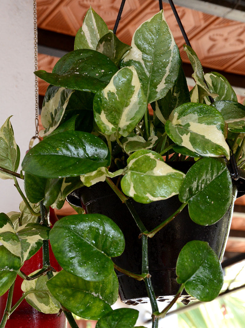 Money Plant (Variegated)