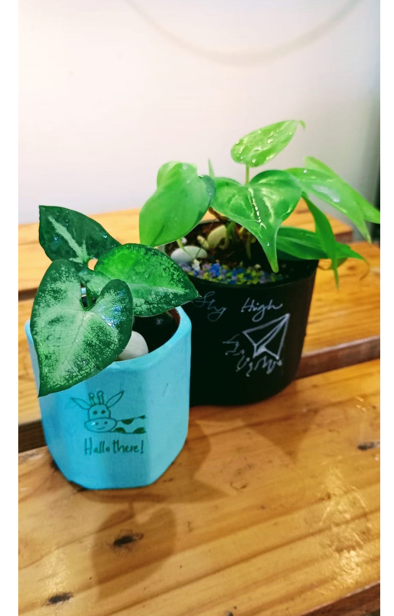 Hello & Fly High duo : Syngonium and Oxycardium combo in painted Terracotta Pots (set of 2)
