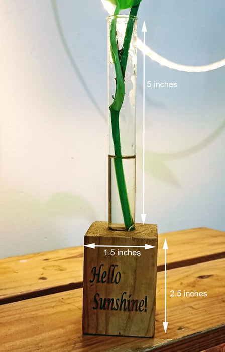 Hello Sunshine - Wooden Block with a baby Money Plant in Glass Tube