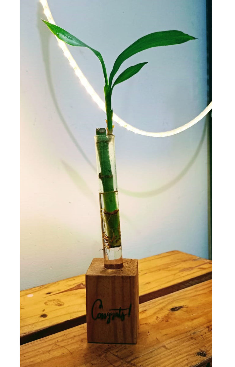 lucky bamboo tube Congrats