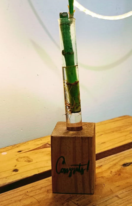 Congrats - Wooden Block with Lucky Bamboo in Glass Tube