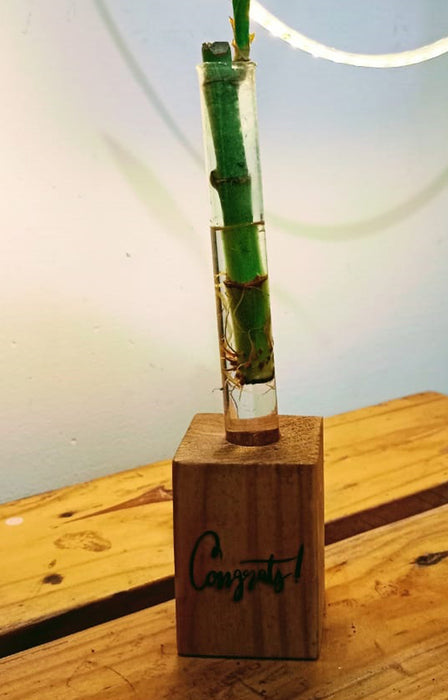 lucky bamboo tube Congrats