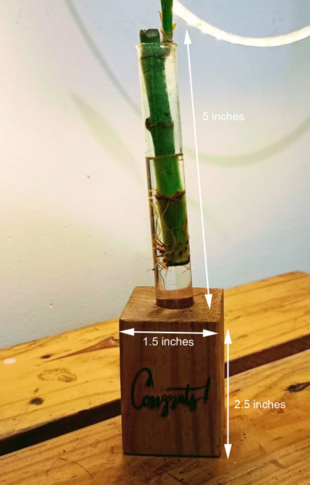 Congrats - Wooden Block with Lucky Bamboo in Glass Tube