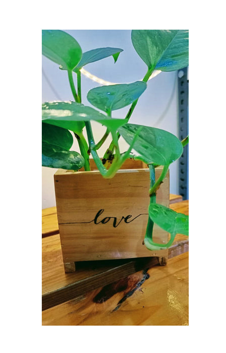 Love: Money Plant in an engraved wooden planter box