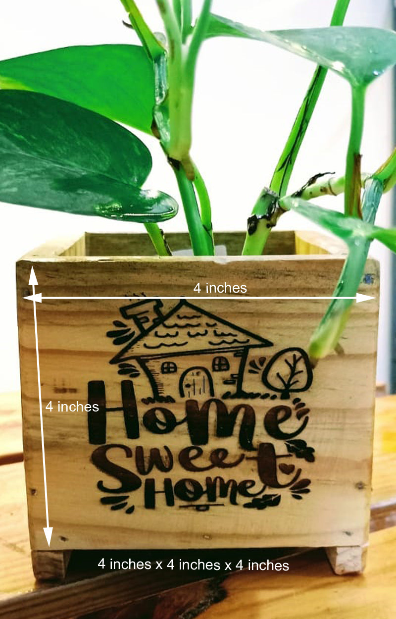 Home Sweet Home: Money Plant in an engraved wooden planter box