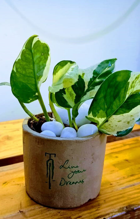 Live Your Dreams: Money plant in Painted Terracotta pot